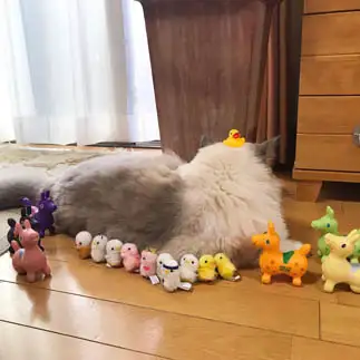 来るもの拒まなさすぎるネコ　　みにょんさん