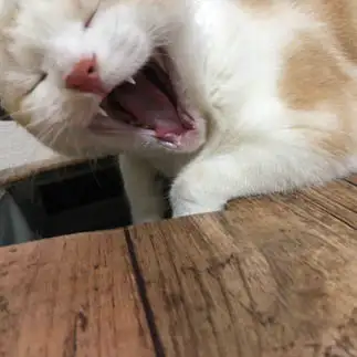 笑いすぎるネコ　　gin_jiro_nyanさん