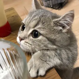 必死すぎるネコ　　gin_jiro_nyanさん