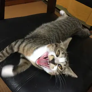爆笑しすぎるネコ　　つむぎさん