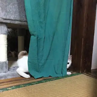 頭隠して尻隠さなさすぎるネコ　　つむぎさん