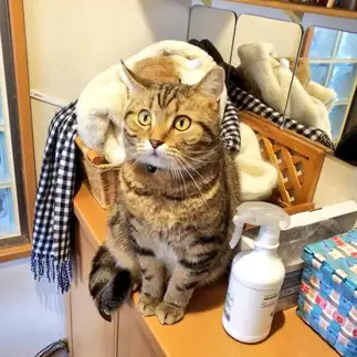 置物になりきりすぎるネコ　　はる代さん