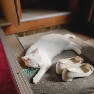 行かにゃいでを寝た振りして阻止しすぎるネコ　　yamawaiisoraさん