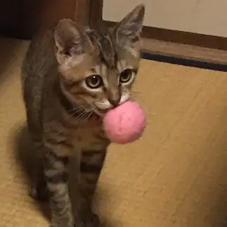 犬すぎるネコ　　まろんさん