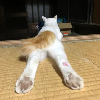 美脚すぎるネコ　　中村昭人さん