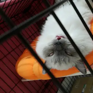 バイオハザードすぎるネコ　　ぱんきちさん
