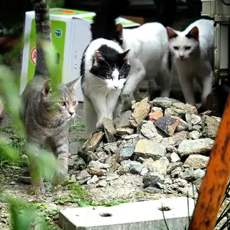 刑事ドラマの撮影風景が似合いすぎるネコ　　黒猫カレンさん