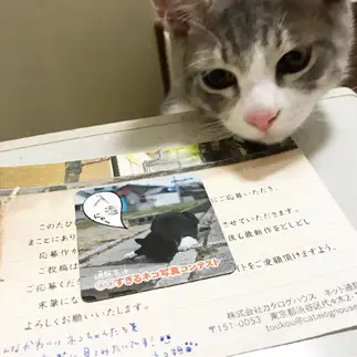 見すぎるネコ　　8catさん