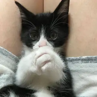 おねだり上手すぎるネコ　　8catさん