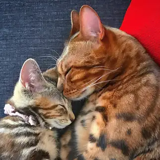 母猫すぎるネコ　　IG→@rody.tino.tomokoさん