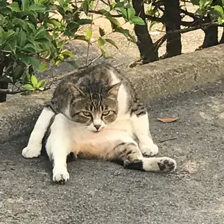 目付き悪すぎるネコ　　吉岡智人さん