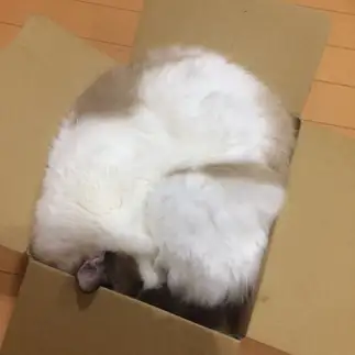 またまた　はまりすぎるネコ　　やまさんさん