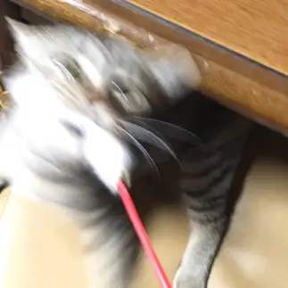 おもちゃへの執着が激しすぎるネコ　　ククリさん