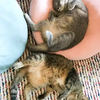 ○○すぎるネコ　　ゆずなつさん