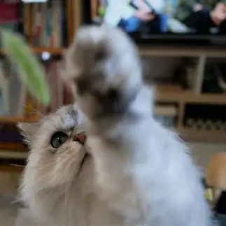 猫じゃらしに反応しすぎるネコ　　おーちゃんさん