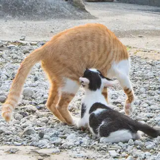 ママのおっぱいが好きすぎるネコ　　旅ねこさん