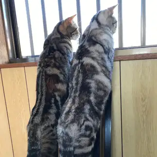そろって長すぎるネコ　　メグさんさん