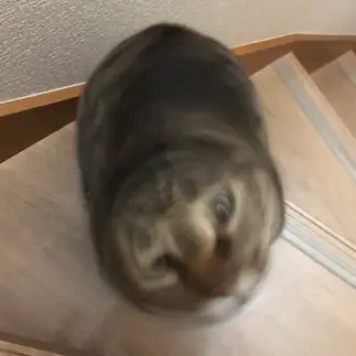 弾丸すぎるネコ　　翼さん