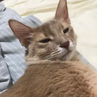 ふてぶてしすぎるネコ　　ぴのあさん