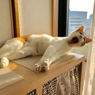 あくびがブサイクすぎるネコ　　すずママさん