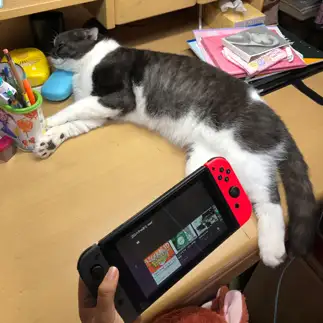 お姉ちゃんにかまってほしすぎるネコ　　高橋こずえさん