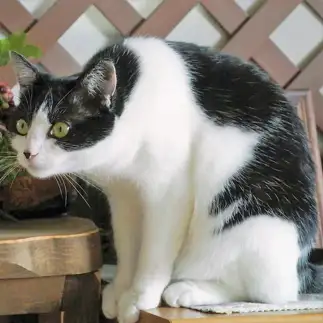 猫背すぎるネコ　　sakuさん