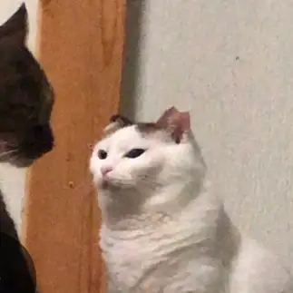 しかられすぎるネコ　　ちーはらさん