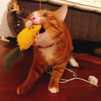 きいろのねずみに食らいつきすぎるネコ　　赤瀬京さん
