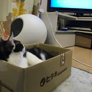 週末のオヤジ感満載すぎるネコ　　ぴろさん