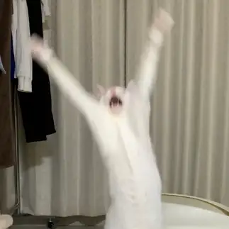 おもちゃ欲しすぎるネコ　　すずきラテさん