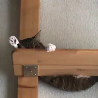 おなかはみ出しすぎるネコ　　ちーはらさん