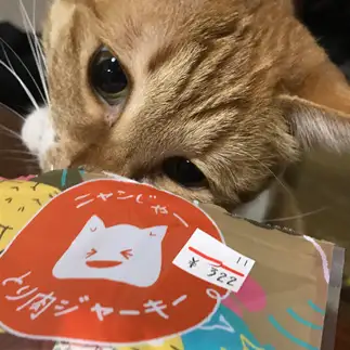 食いしん坊すぎるネコ　　小畑淳子さん