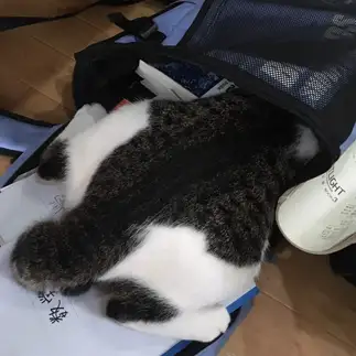 おしりが大きすぎるネコ　　前田　奈々さん