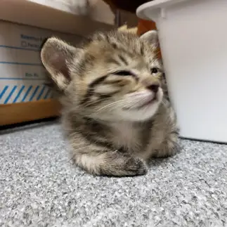 眠すぎるネコ　　みずきんさん