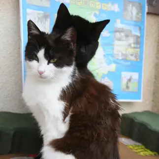 影すぎるネコ　　おいにゃんさん