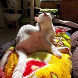 うっふん♡すぎるネコ　　yamawaiisoraさん