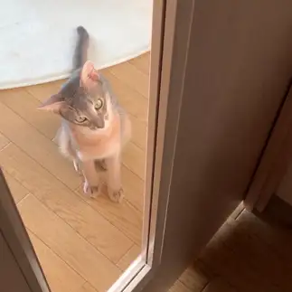 一緒にお出かけしたすぎるネコ　　ジョアのかーちゃんさん