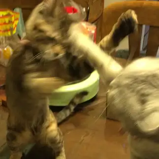 いでっすぎるネコ　　もっちさん