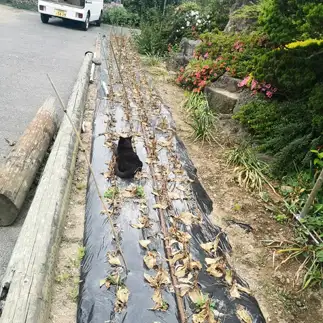 同化してると思いすぎるネコ　　うーえのさん