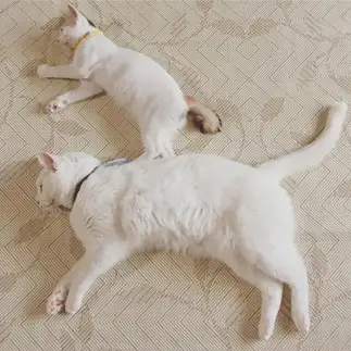 乗りこなしすぎるネコ　　小夏とゆかいな仲間たちさん