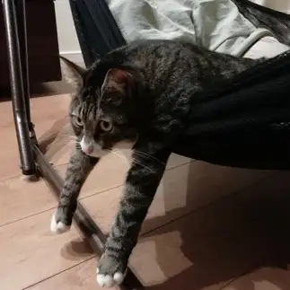 伸ばしすぎるネコ　　バロンさん