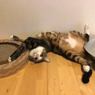 どうなってるのすぎるネコ　　ヒロさん