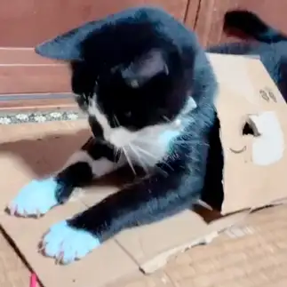 子猫すぎるネコ　　渡邉　愛子さん
