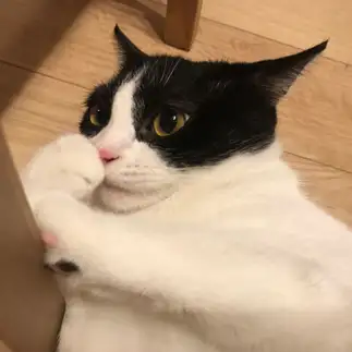 足の匂いが気になりすぎるネコ　　おはぎさん