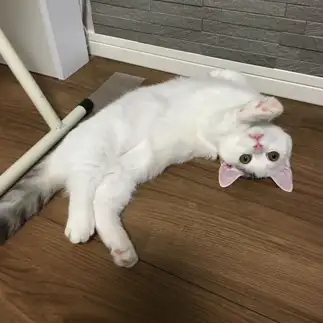変身ポーズすぎるネコ　　みけたまさん