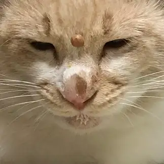 神がかりすぎるネコ　　にゃんたろうさん