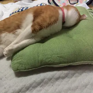 めりこみすぎるネコ　　にくきゅうさん
