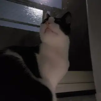 夜長すぎるネコ　　しーとねこさん