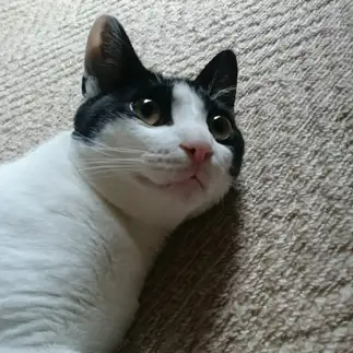 盛ってる風すぎるネコ　　しーとねこさん