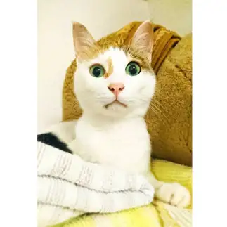 選挙カーに驚きすぎるネコ　　inozakiさん